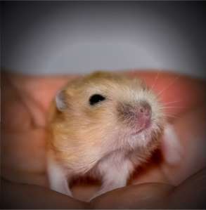 baby_hamsters_14