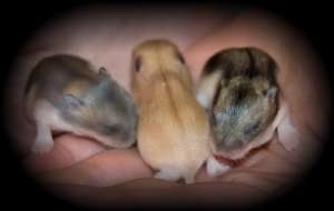baby_hamsters_day10